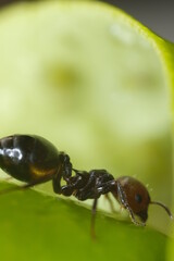 Fototapeta na wymiar Ant on a plant leaf, close up macro shot.Ants are attracted to the honeydew produced by sap-sucking aphids. Italy. 