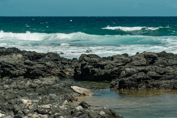 Monk seals are earless seals of the tribe Monachini. 
 Kaena Point State Park，Oahu, Hawaii. Coastline scenery

