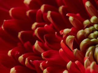 Obraz premium Lush red gerbera daisy bouquet
