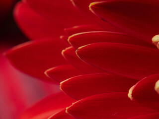 Lush red gerbera daisy bouquet