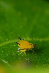 Yellow aphids suck the sap from a leaf.Colony of plant parasites. Italy. 