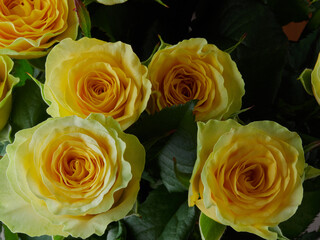 Macro Yellow Rose. Yellow background.