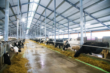 Cows on the farm in winter. Dairy cows