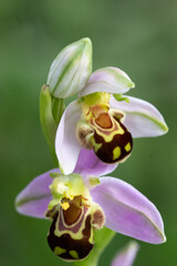 ophrys abeille