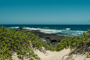 Scaevola taccada, also known as beach cabbage, sea lettuce, beach naupaka, naupaka kahakai. Kaena Point State Park, Oahu, Hawaii.