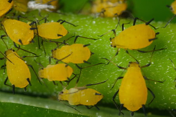 Yellow aphids suck the sap from a leaf.Colony of plant parasites. Italy. 