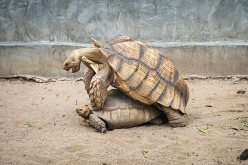 Gigantic Turtles (Sulcata tortoises or African spurred tortoises) are breeding on the sand in the...