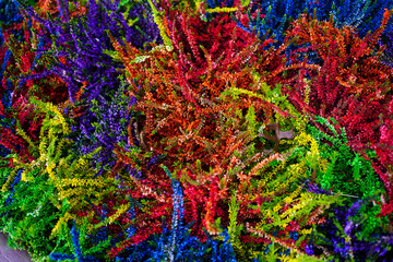 flower background. colorful, bright flowers on the lawn in the park.