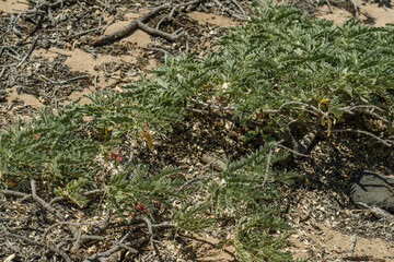 Sesbania tomentosa, commonly known as Oahu riverhemp and ʻŌhai, is an endangered species of flowering plant in the pea family, Fabaceae. Kaena Point State Park, Oahu, Hawaii.