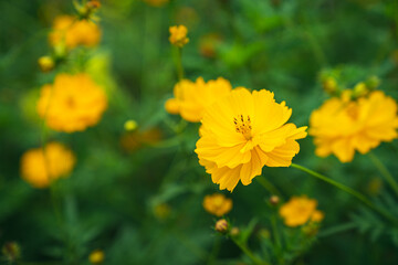 Close-up shot of yellow daisies blooming in the morning light.
soft focus.
