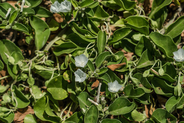  Jacquemontia ovalifolia subsp. sandwicensis. Kaena Point State Park，Oahu, Hawaii. Pa'uohi'iaka is a hearty, salt tolerant, ground cover in coastal habitats. It has a delicate, violet to white color

