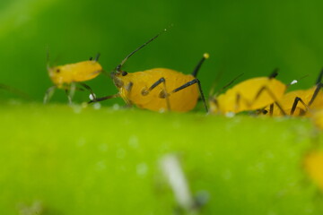 Yellow aphids suck the sap from a leaf.Colony of plant parasites. Italy. 