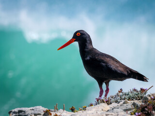 African oystercatcher or African black oystercatcher (Haematopus moquini), Western Cape. South...