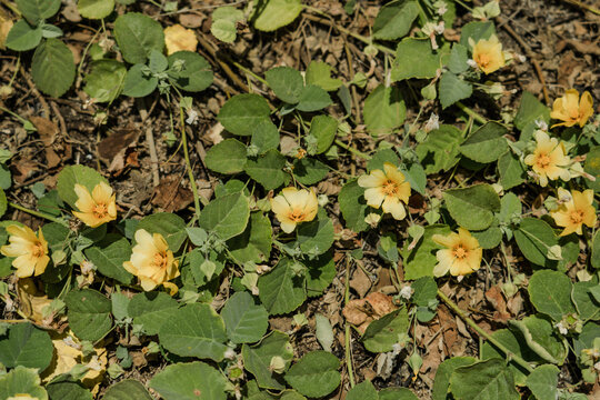 Sida fallax, known as yellow 'ilima, or in Hawaiian, ʻilima, is a species of herbaceous flowering plant in the Hibiscus family.  Kaena Point State Park，Oahu, Hawaii.

