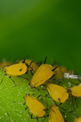 Yellow aphids suck the sap from a leaf.Colony of plant parasites. Italy. 
