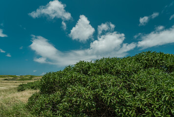 Myoporum sandwicense, commonly known as naio, bastard sandalwood or false sandalwood is a species of flowering plant in the figwort family, Scrophulariaceae. Kaena Point State Park, Oahu, Hawaii.