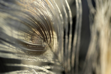 White Peacock Feathers In Sunlight