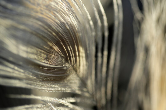 White Peacock Feathers In Sunlight