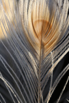 White Peacock Feathers In Sunlight