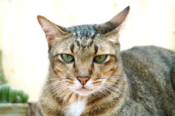 Young crazy surprised cat make angry eyes close up
