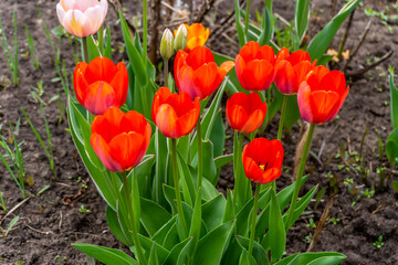 Red tulips in spring in the garden