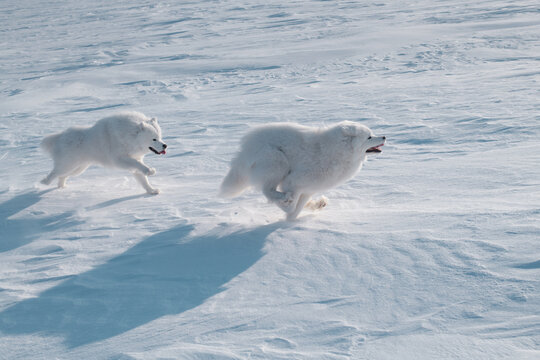 samoyed dogs play in winter