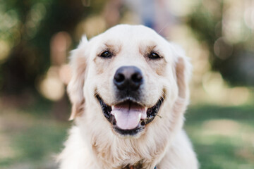 Male golden retriever portrait