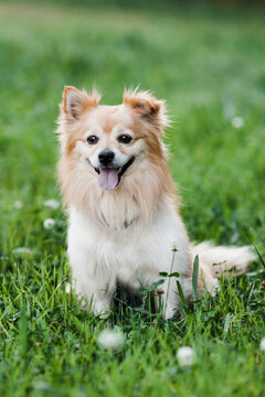 Pomeranian cross
