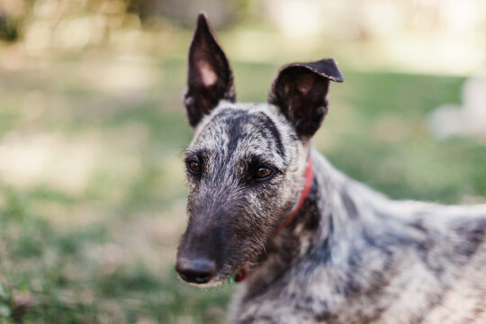 Deerhound cross