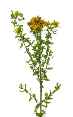 Yellow field flowers isolated on white background with clipping path