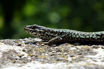 Lézard