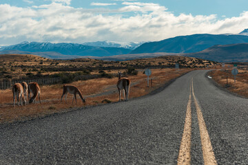 Interesting wild animals appear on highways in Chile's Patagonia Plateau in South America. Interesting pictures of wildlife. Pictures of the good life.