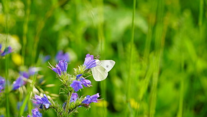 Bonn Germany June 2021 Meadow sage with butterfly in front of green meadow in sunshine