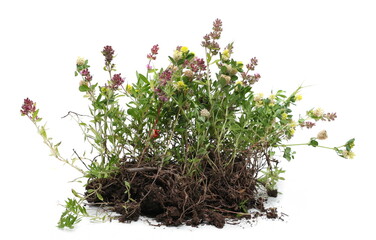 Field flowers with stem and roots isolated on white background