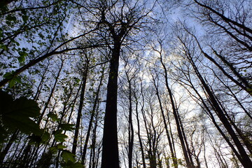 Forêt de Fausses repose 