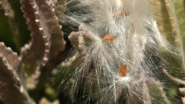Stapelia gigantea is a species of flowering plant in the genus Stapelia of the family Apocynaceae. Zulu giant, carrion plant and toad plant. Kaena ponit trail, Oahu, Hawaii