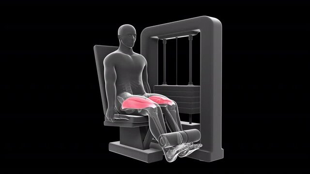 Leg Extension