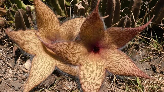Stapelia gigantea is a species of flowering plant in the genus Stapelia of the family Apocynaceae. Zulu giant, carrion plant and toad plant. Kaena ponit trail, Oahu, Hawaii