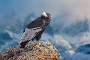 Andean condor (Vultur gryphus) perched on a rock - obrazy, fototapety, plakaty