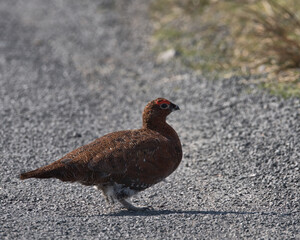 Red grouse ,Lagopus lagopus scotica