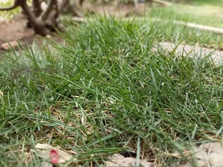 grass