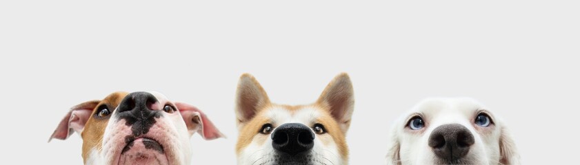 Banner Close-up three hide dogs head. Isolated on white background.
