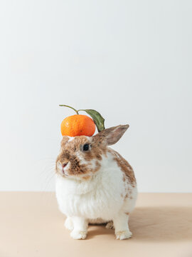 Bunny Balancing Orange On Head