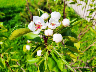 Incredibly beautiful flowering of a pear tree, spring awakening of pears. close plan