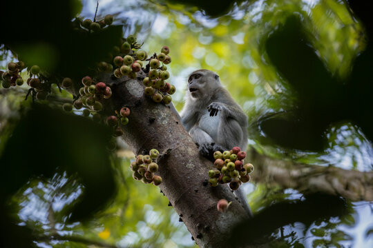 Long tail Macaque in a wild fig tree in Singapore