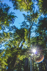 Obraz premium Forest