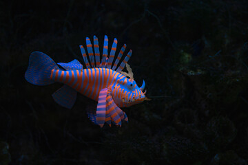 Aquarium fish with orange stripes. Ogquaton Fish Tank Decoration Aquarium Landscaping Ornament..