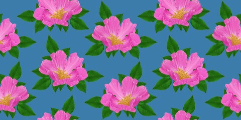 Seamless pattern. Pink rosehip flowers with leaves on a blue background