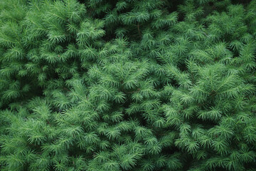 Close-up of fir-needle tree branches composition as a background texture. Natural plant backdrop.