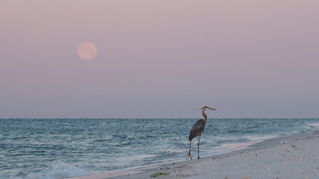 Full Moon and Bird on the Beach